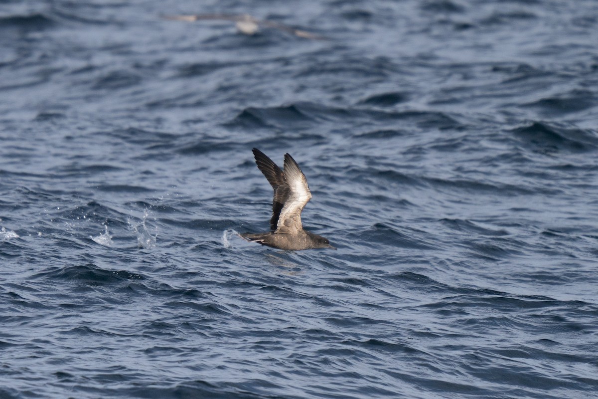 Буревісник сивий - ML646678202