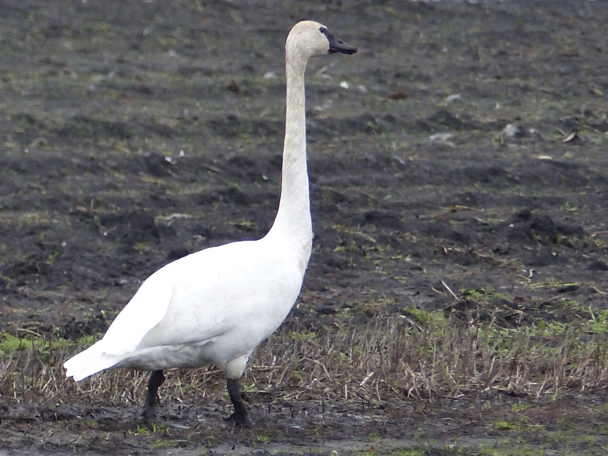 Лебідь-трубач - ML646678204