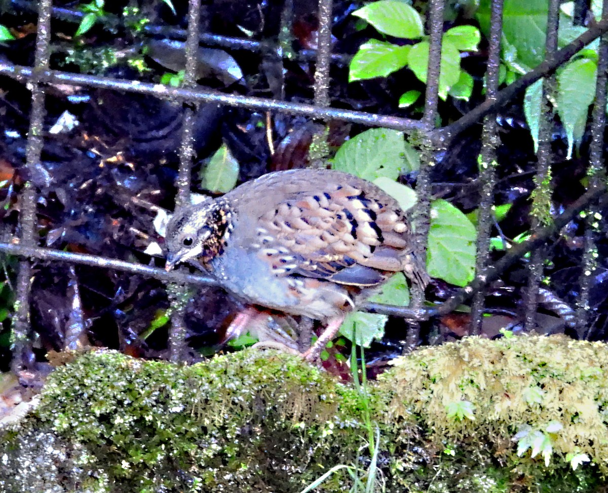 Arborófila Golirrufa - ML646678208