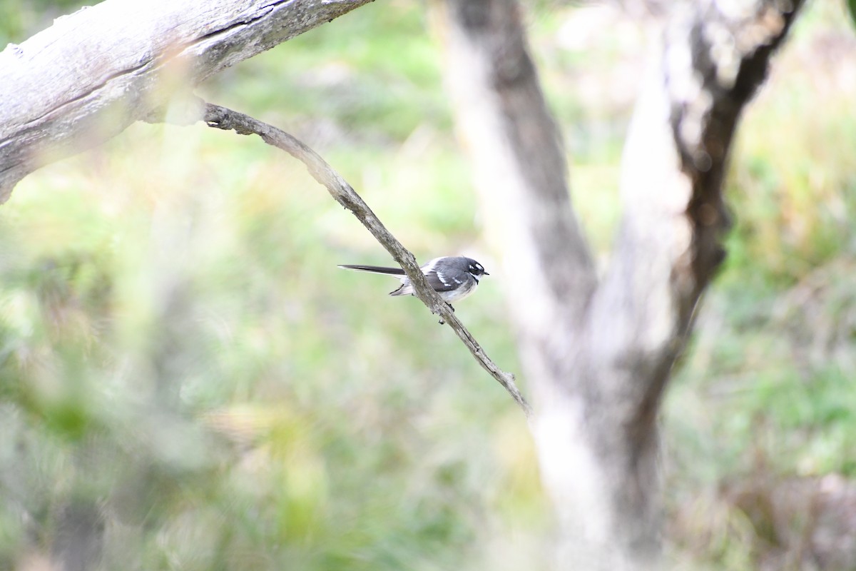 Abanico Gris - ML646678209