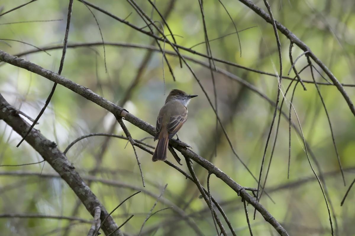 Copetón Capirotado - ML646678210
