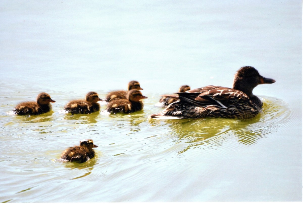 Ánade Azulón - ML646678214