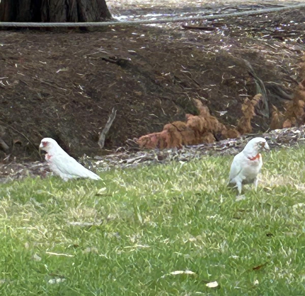 Cacatúa Picofina - ML646678216