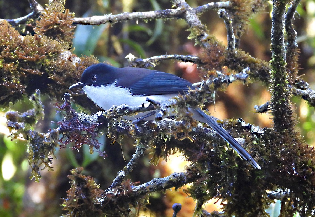 Sibia Dorsinegra - ML646678218