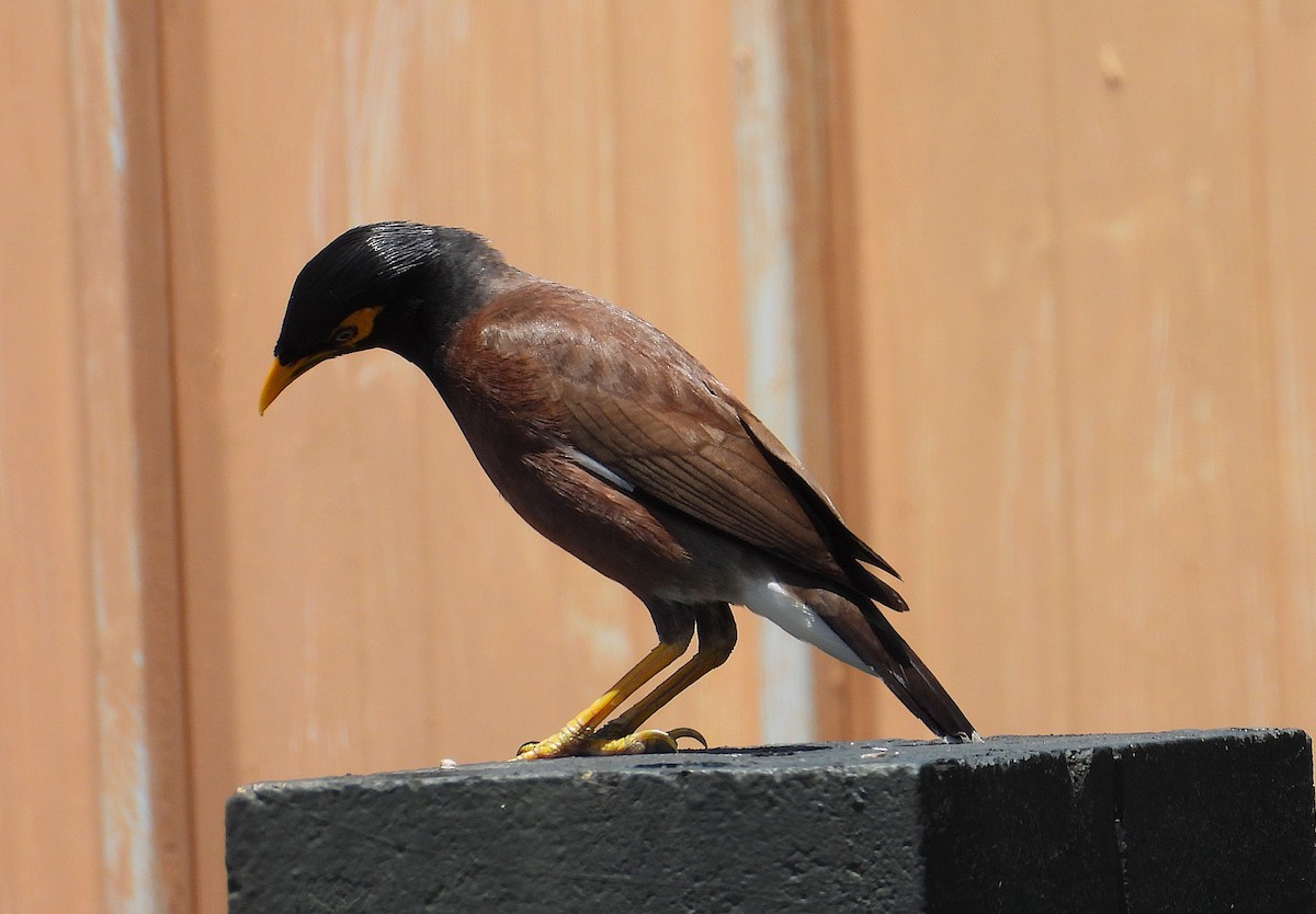 Miná Común - ML646678219