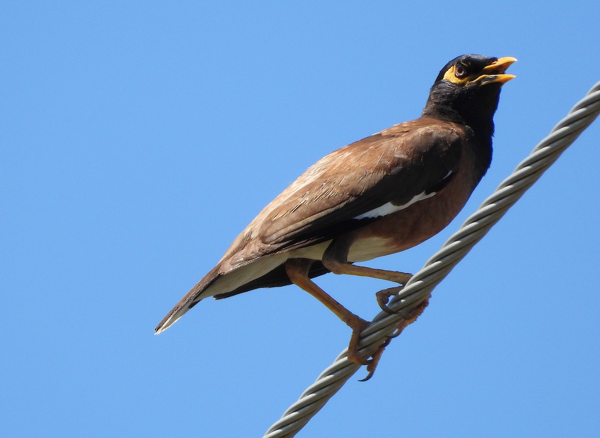 Miná Común - ML646678220