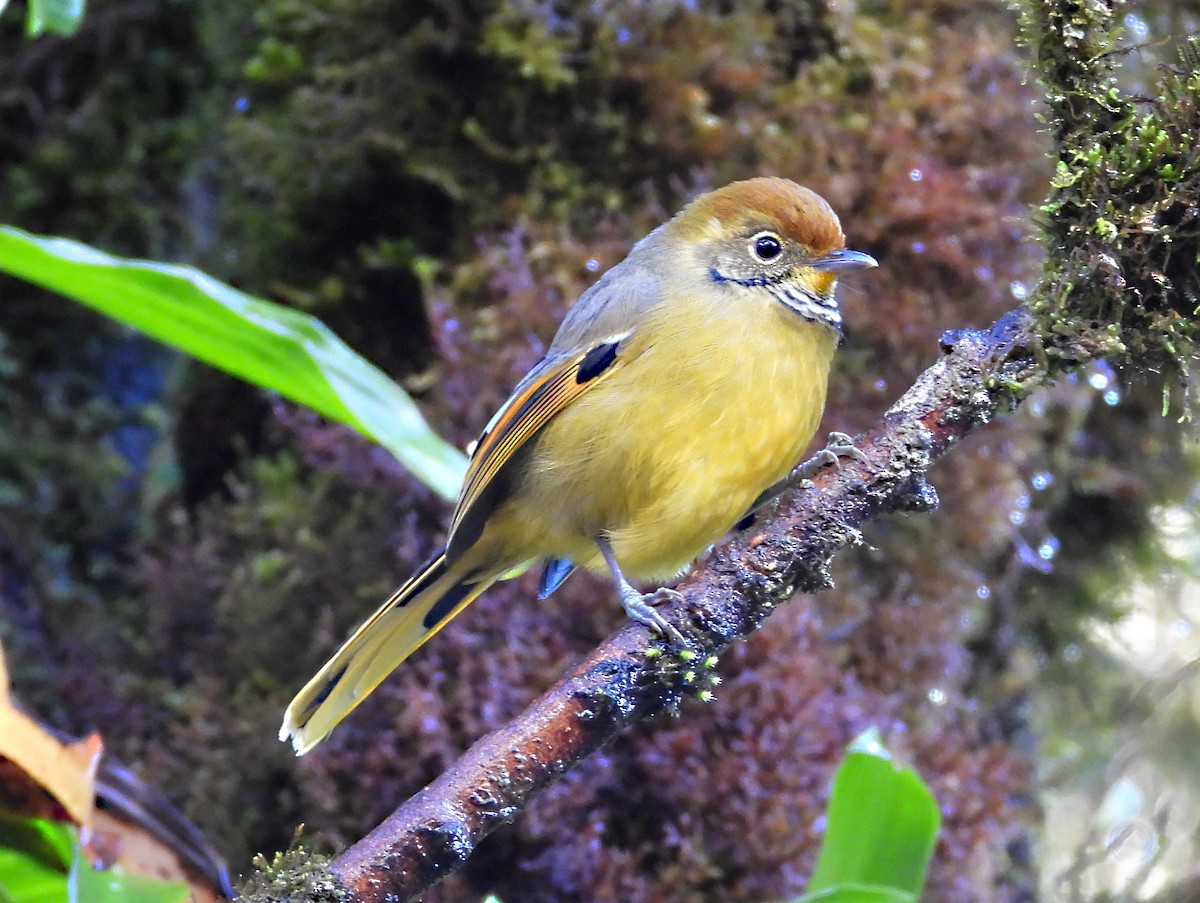 Minla Colicastaña - ML646678221