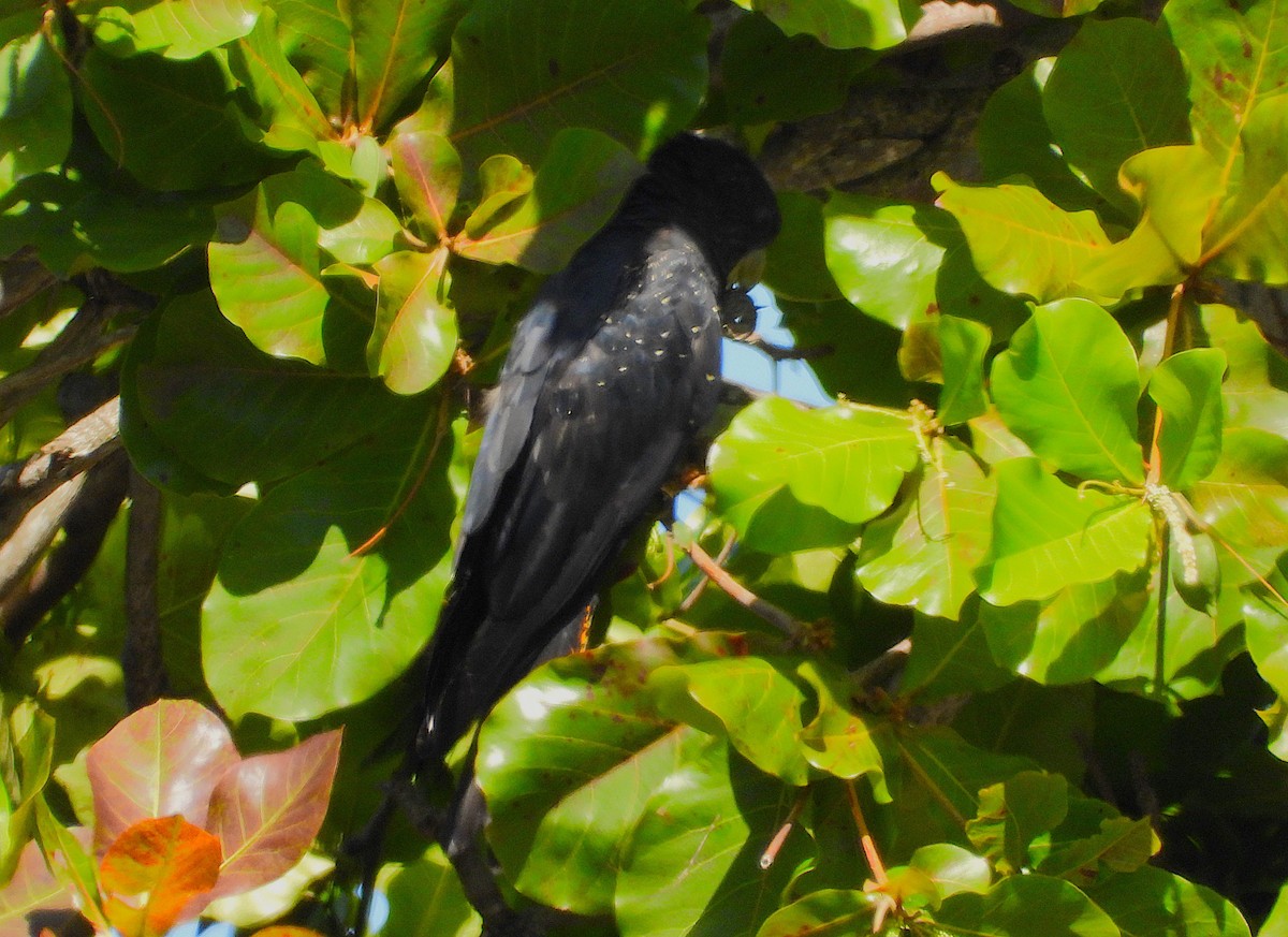 Cacatúa Colirroja - ML646678222