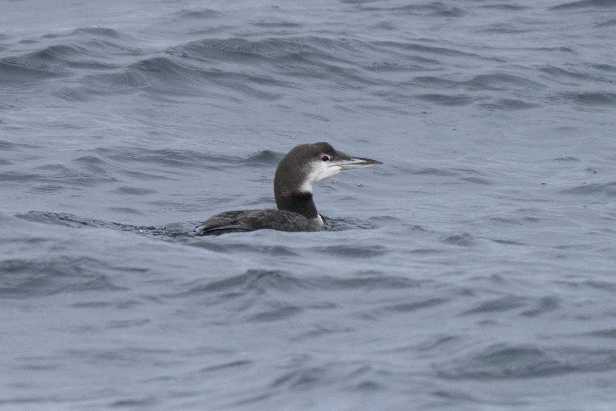 Colimbo Grande - ML646678224