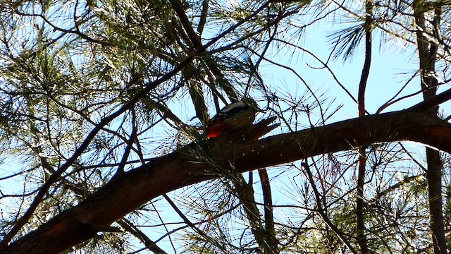 Pico Picapinos - ML646678225