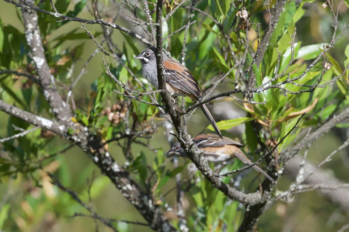 Chingolo Embridado - ML646678227