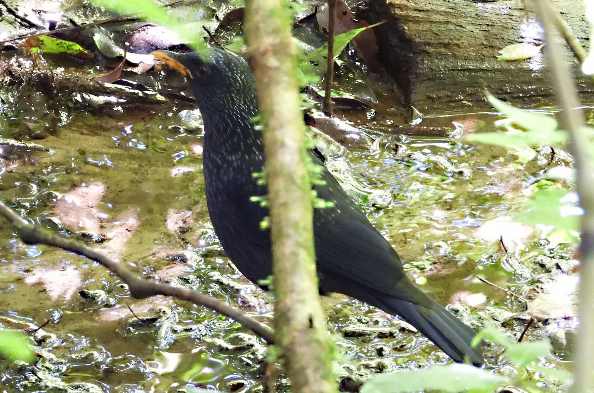 Arrenga Común (grupo flavirostris) - ML646678228