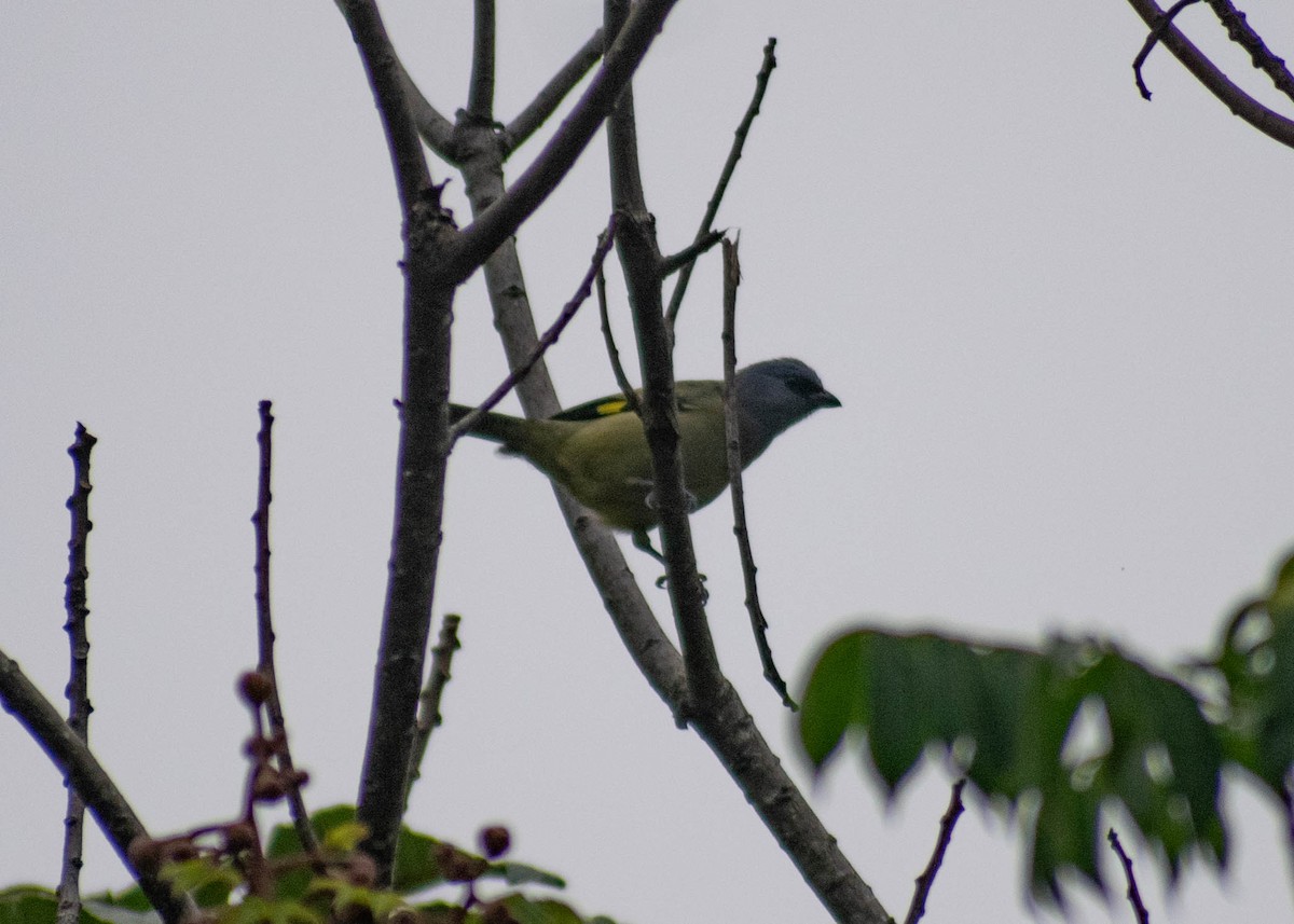 Tangara Aliamarilla - ML646678229