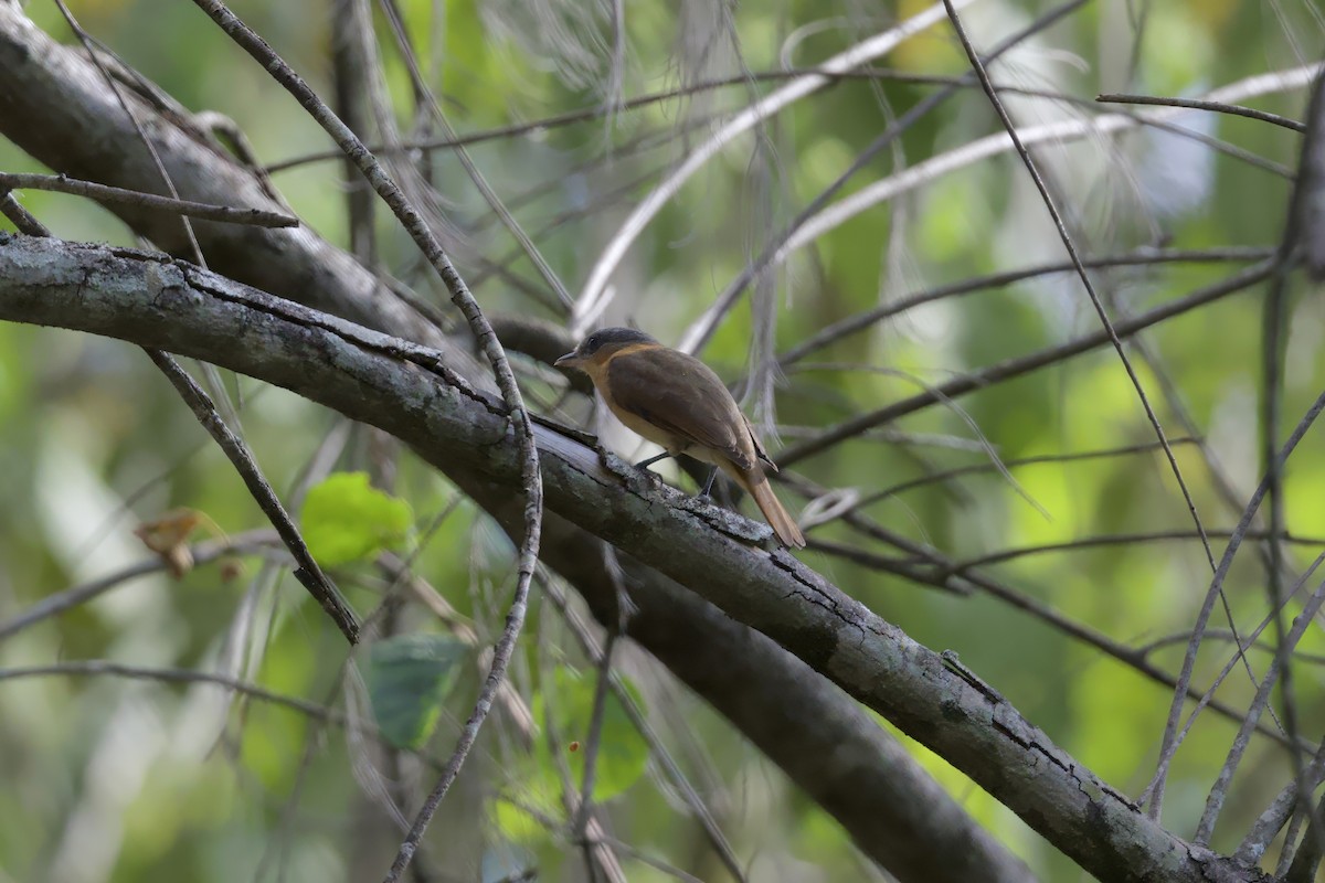 Anambé Degollado - ML646678232