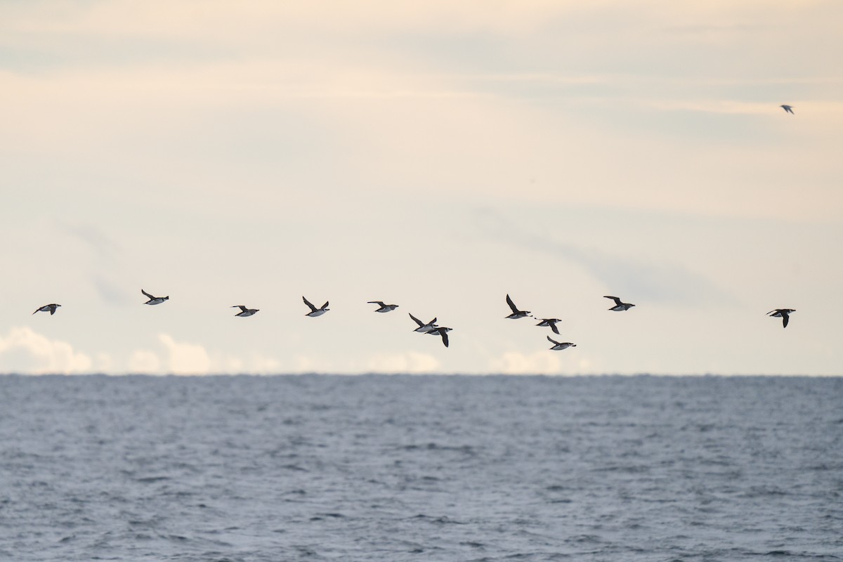 Alca Común - ML646678233