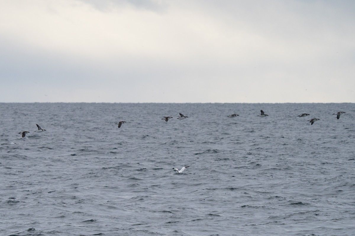 Alca Común - ML646678234