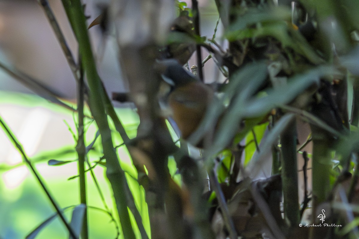 Cucarachero Pechigrís - ML646678238