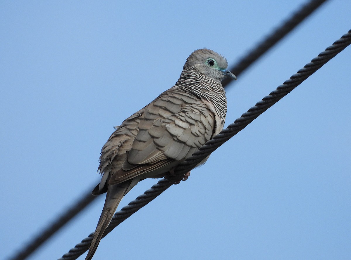 Tortolita Plácida - ML646678239