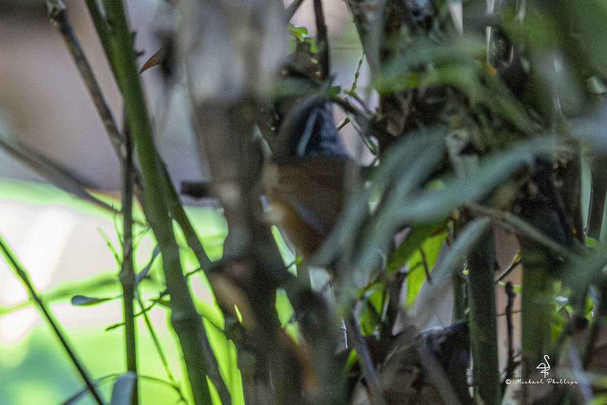 Cucarachero Pechigrís - ML646678240