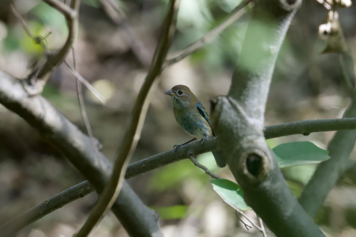 Azulillo Índigo - ML646678243