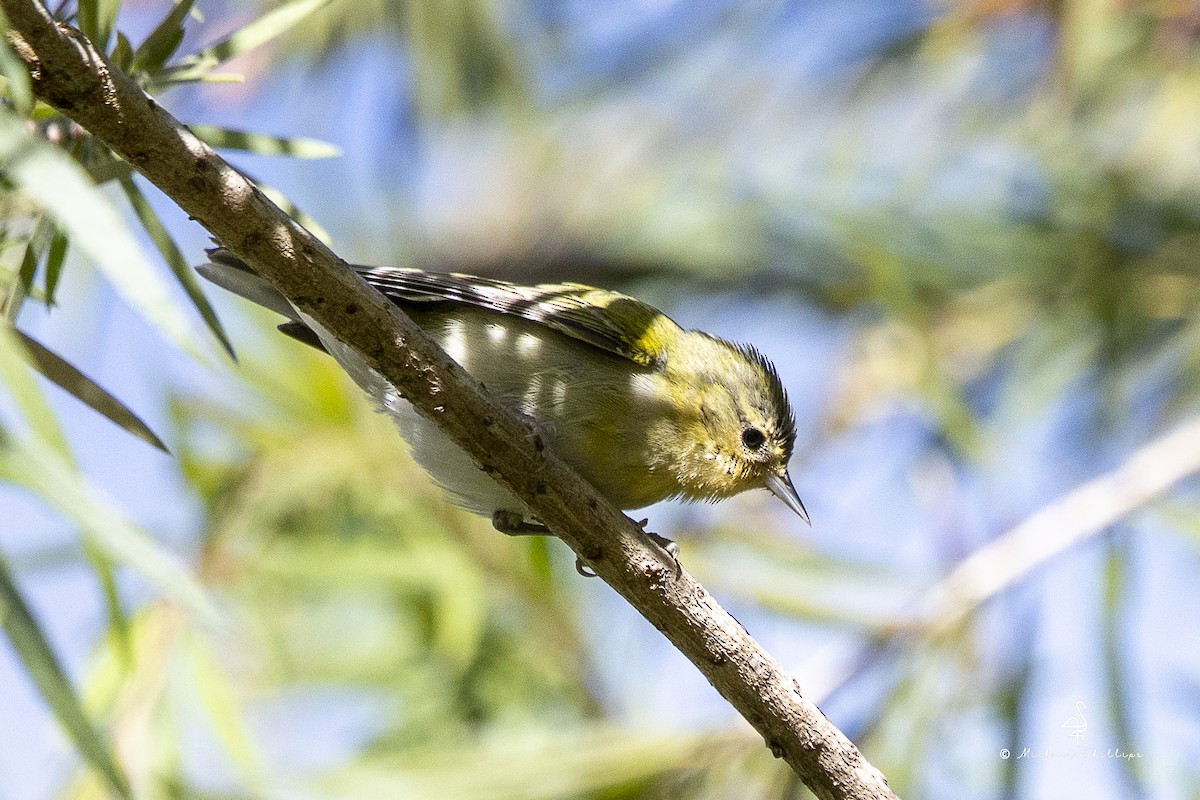 Reinita de Tennessee - ML646678245