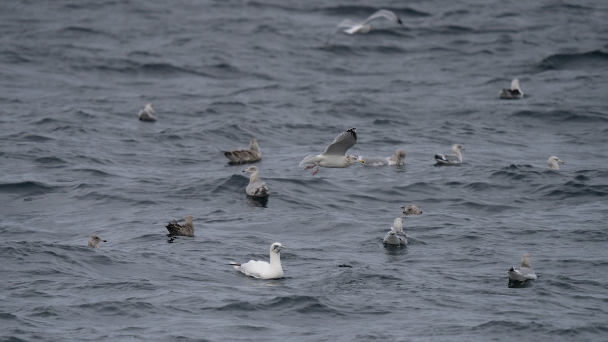 Alcatraz Atlántico - ML646678247