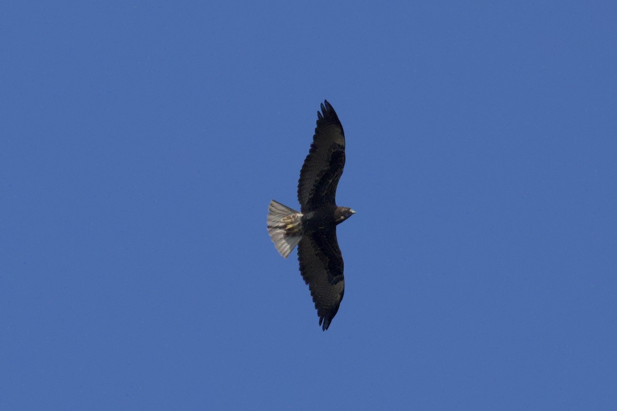 White-tailed Hawk - ML646678248