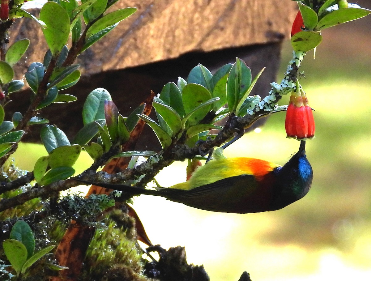 Yeşil Kuyruklu Nektarkuşu (angkanensis) - ML646678249