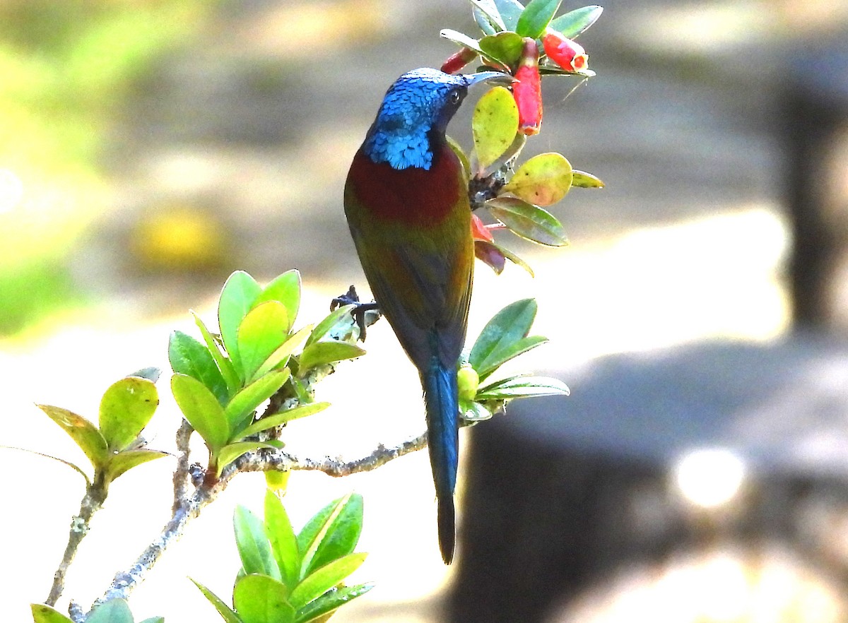 Yeşil Kuyruklu Nektarkuşu (angkanensis) - ML646678250