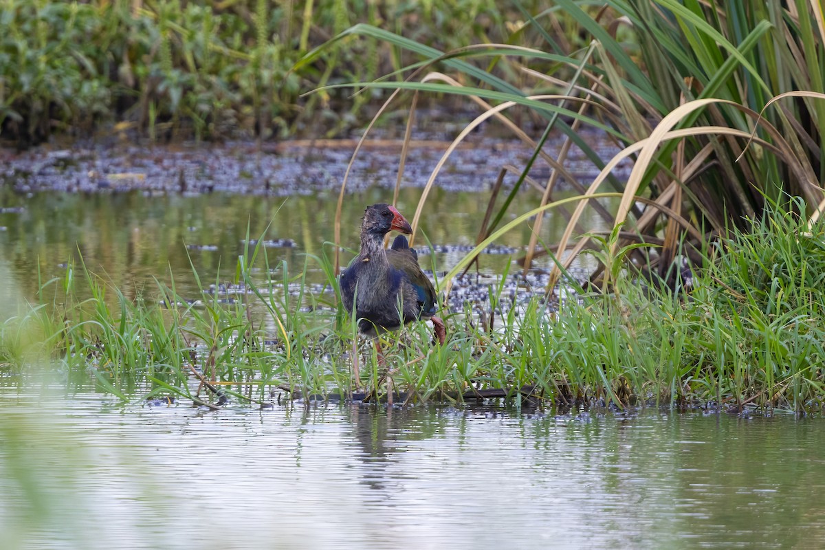 African Swamphen - ML646678251