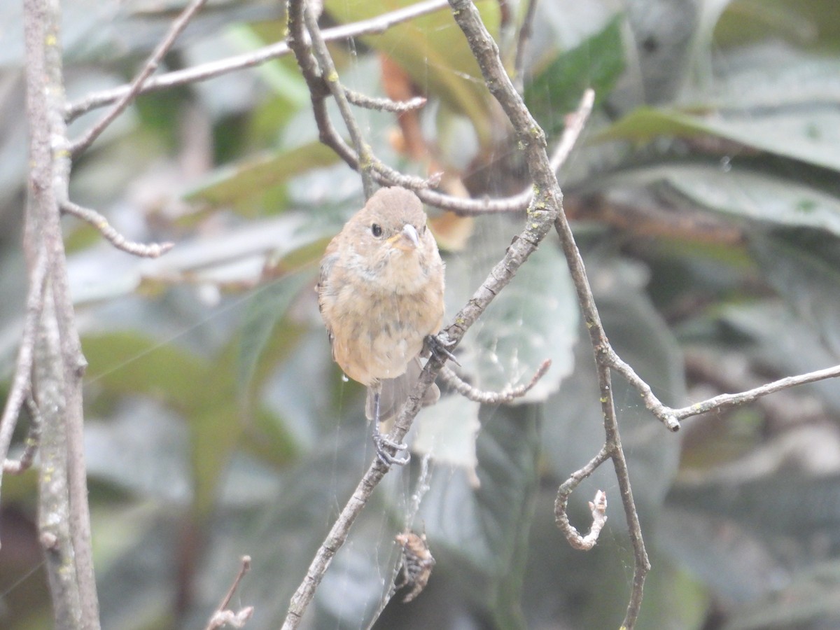 Passerin indigo - ML646678254