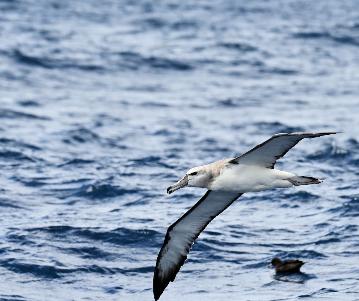 White-capped Albatross - ML646678256