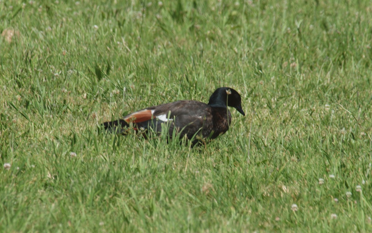 Paradise Shelduck - ML646678259