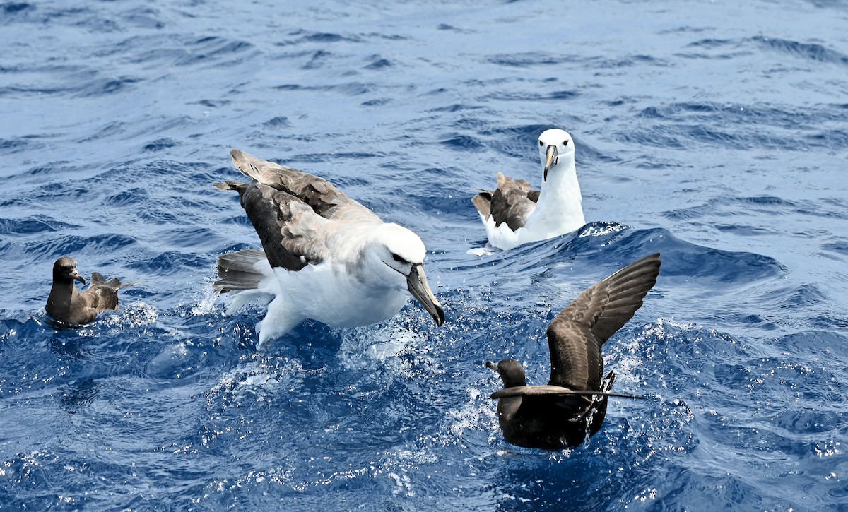 White-capped Albatross - ML646678260