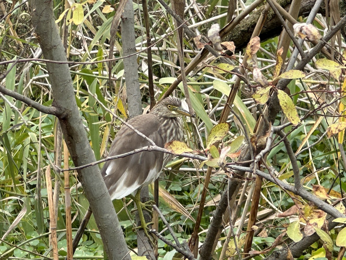 池鷺 - ML646678262