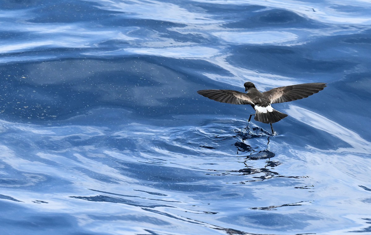 Wilson's Storm-Petrel - ML646678264