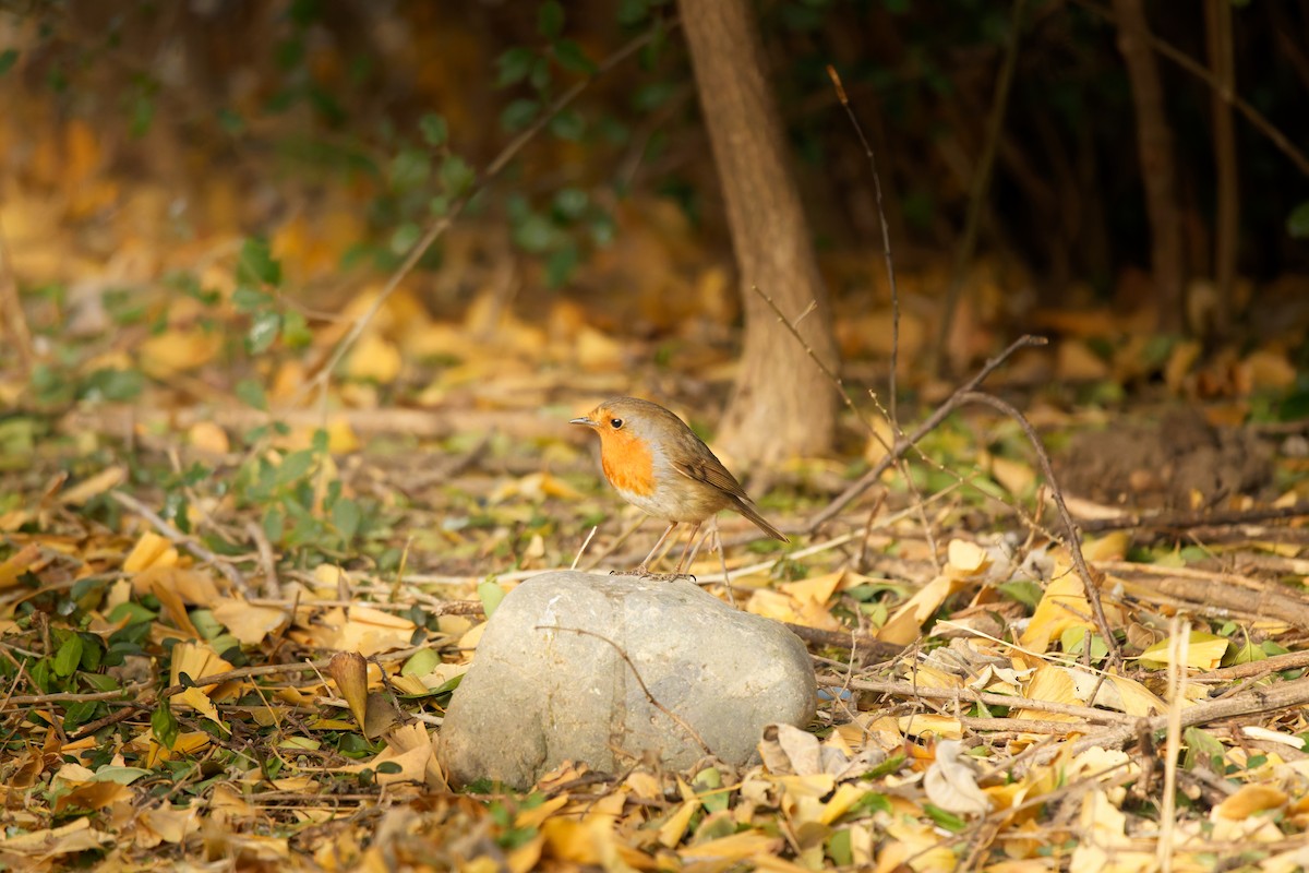 European Robin - ML646678265