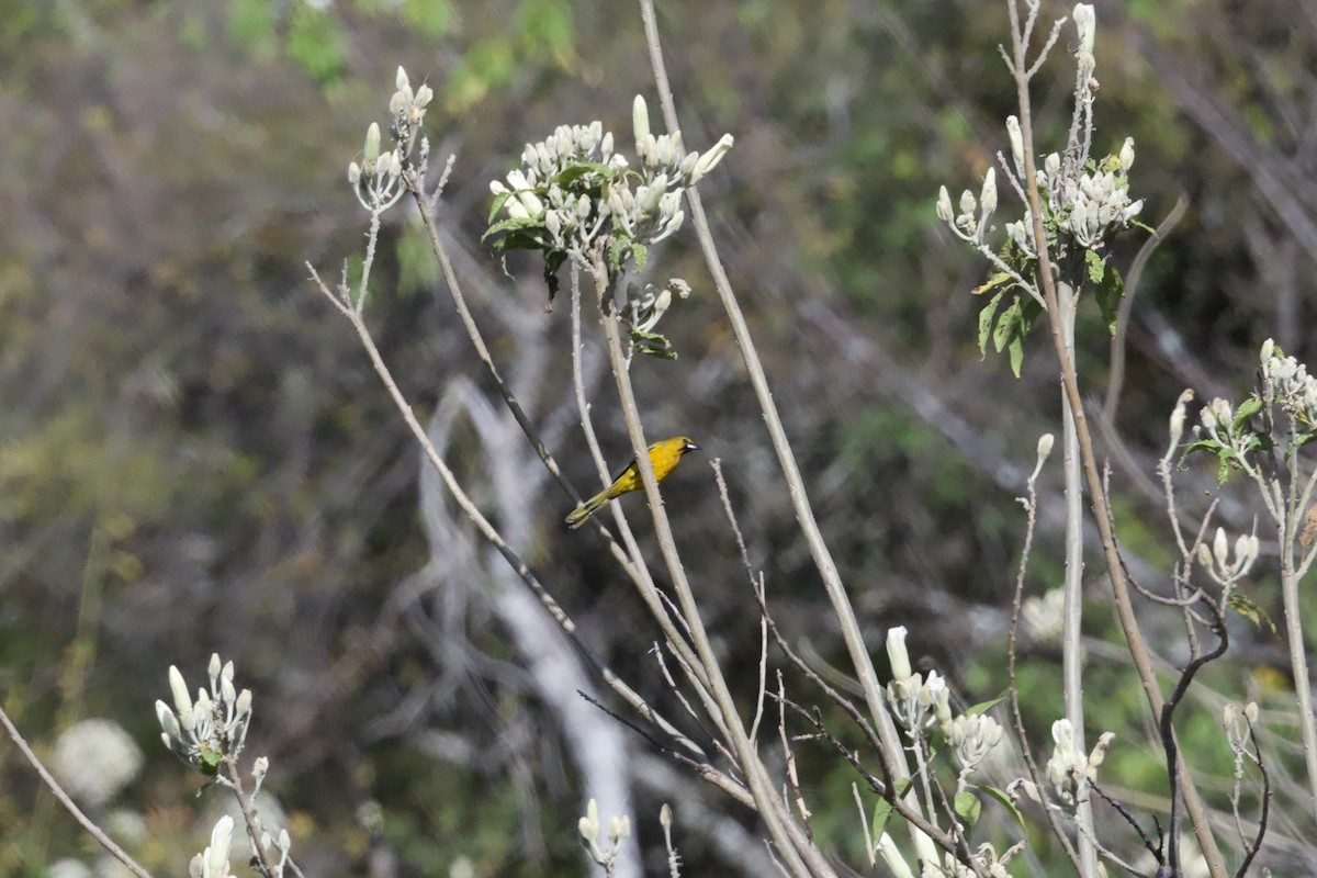 Black-vented Oriole - ML646678266