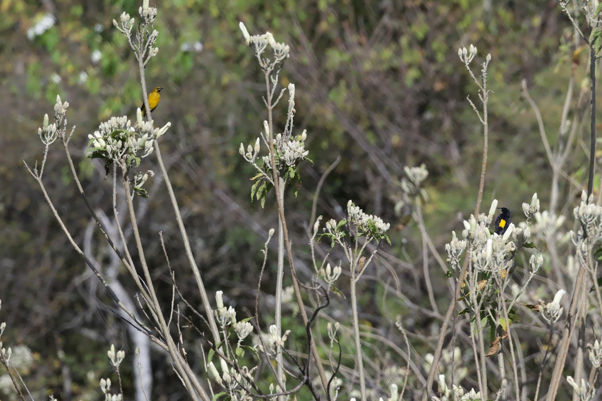 Black-vented Oriole - ML646678268