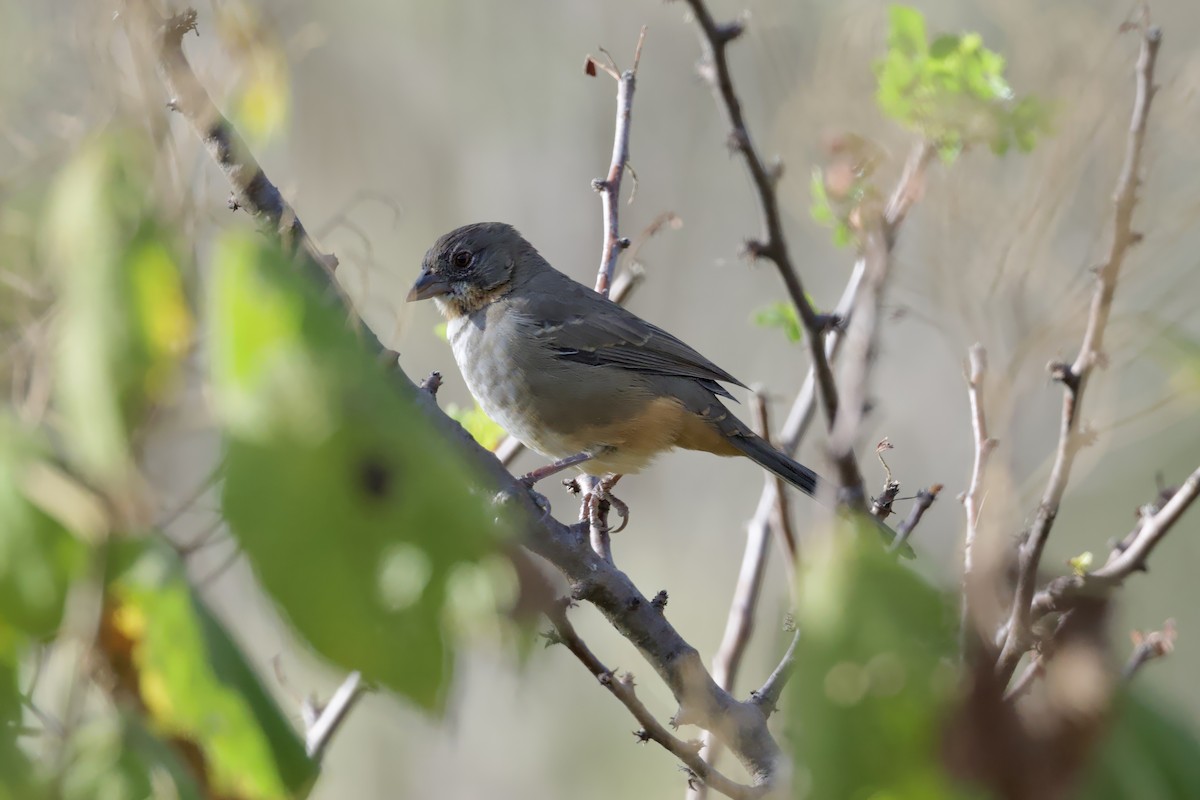 White-throated Towhee - ML646678271