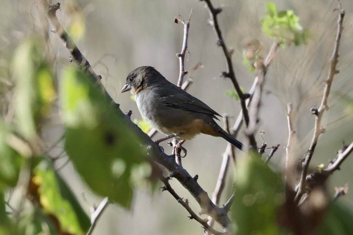 White-throated Towhee - ML646678272