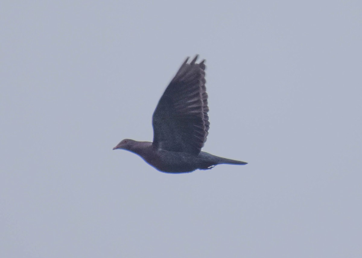 Red-billed Pigeon - ML646678273