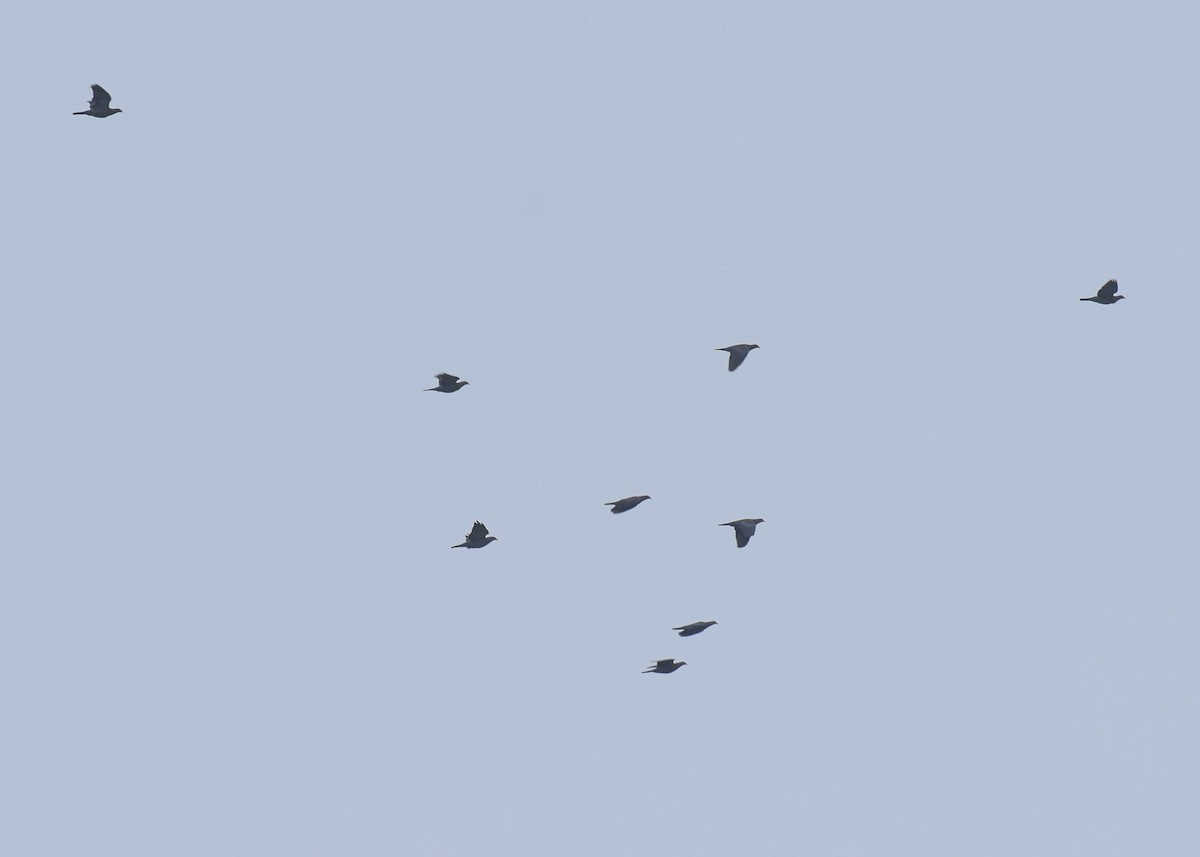 Red-billed Pigeon - ML646678274