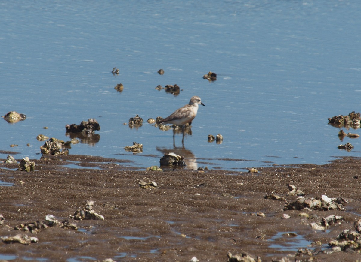 Red-breasted Dotterel - ML646678275