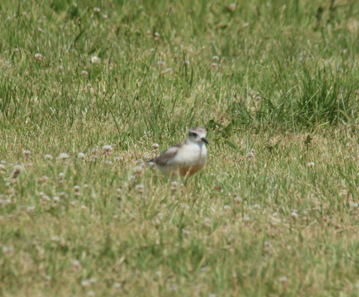 Red-breasted Dotterel - ML646678276