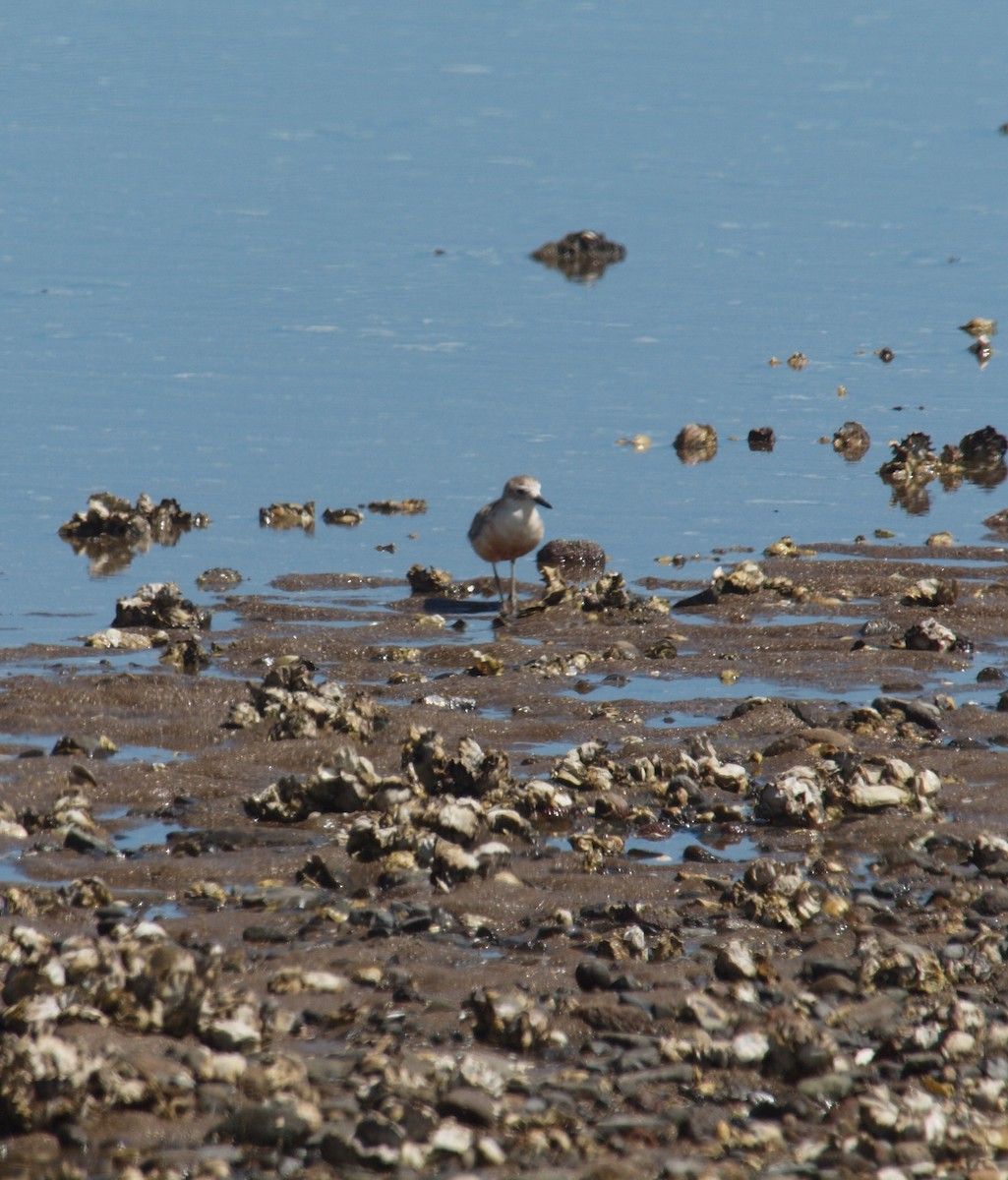 Red-breasted Dotterel - ML646678277