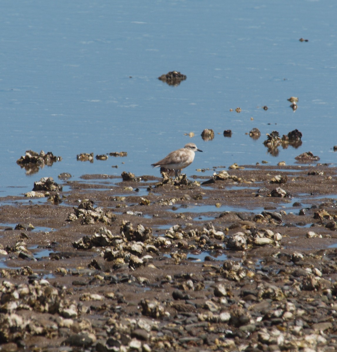 Red-breasted Dotterel - ML646678278