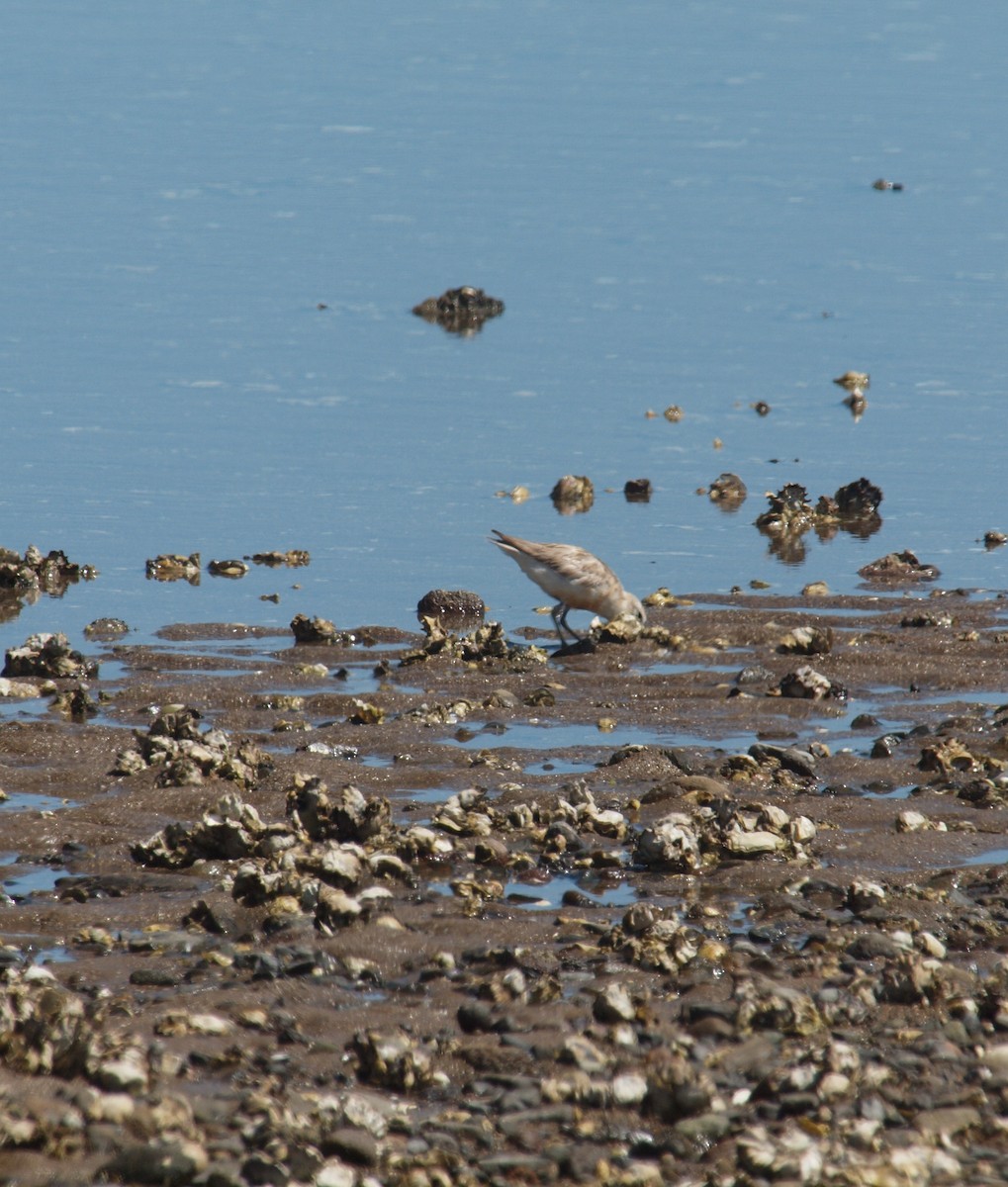 Red-breasted Dotterel - ML646678279