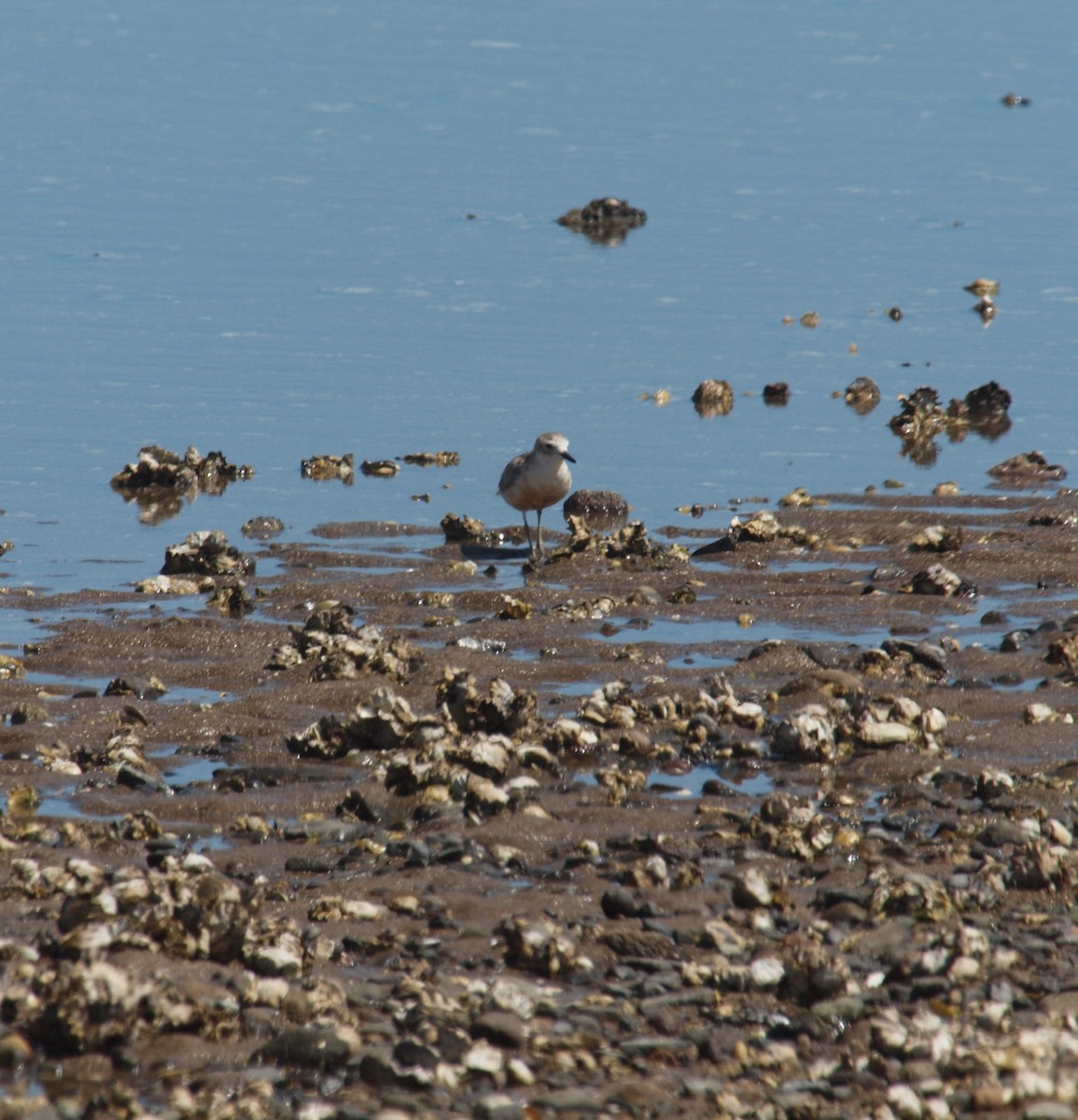 Red-breasted Dotterel - ML646678280