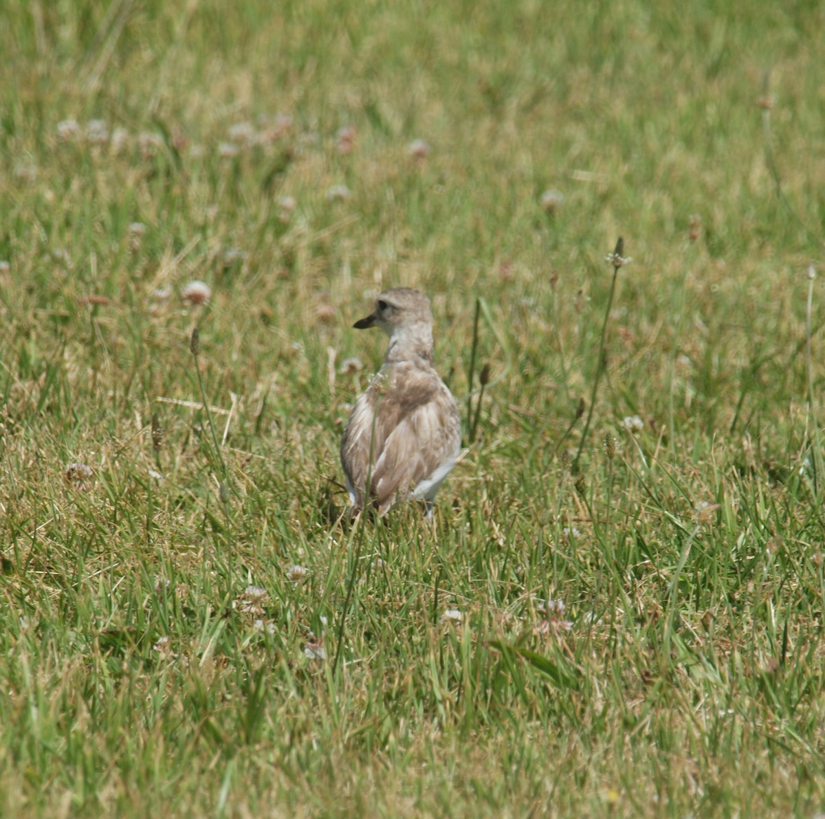 Red-breasted Dotterel - ML646678281